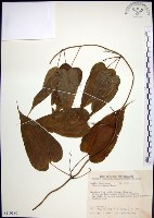 藏品(百部)的圖片