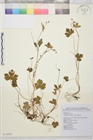 藏品(鹿場毛茛)的圖片