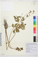 藏品(水辣菜、禺毛茛)的圖片