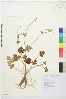 藏品(毛茛)的圖片