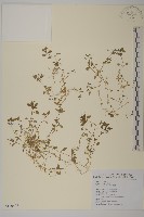 藏品(繁縷)的圖片