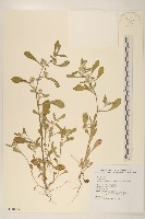 藏品(絲綿草)的圖片