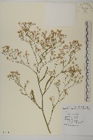 藏品(掃帚菊)的圖片