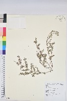 藏品(斑地錦)的圖片