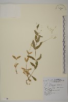 藏品(高山無心菜)的圖片