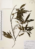 藏品(山胡椒)的圖片