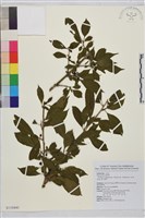 藏品(塔山鼠李)的圖片