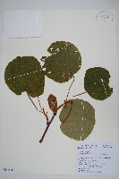 藏品(臺灣羊桃)的圖片