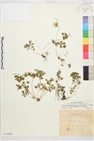 藏品(鐵線蕨葉人字果、臺灣人字果)的圖片