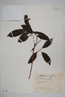 藏品(長花厚殼樹)的圖片