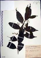 藏品(紅皮、葉下白、赤仔尾)的圖片