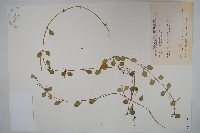 藏品(風不動)的圖片