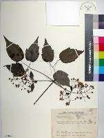 藏品(串鼻龍)的圖片