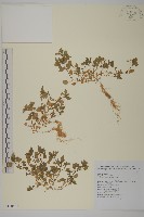 藏品(繁縷)的圖片