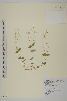 藏品(網脈繁縷)的圖片