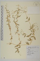 藏品(疏花繁縷)的圖片