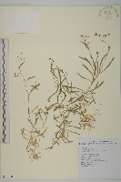 藏品(亞毛無心菜)的圖片