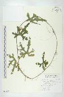 藏品(紅瓜)的圖片