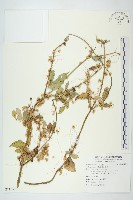 藏品(菟絲子)的圖片