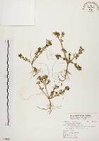 藏品(毛馬齒莧)的圖片