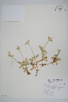 藏品(假千日紅)的圖片