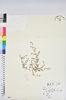 藏品(匐根大戟)的圖片