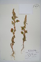 藏品(綠穗莧)的圖片