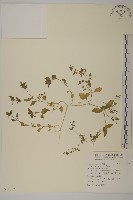 藏品(繁縷)的圖片