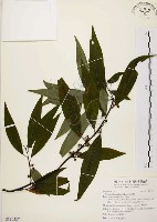 藏品(山胡椒)的圖片