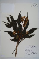 藏品(臺灣八角金盤)的圖片