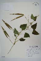 藏品(薄葉牛皮消)的圖片