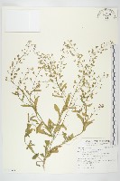 藏品(薺)的圖片