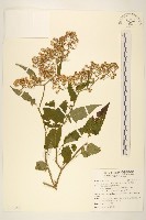 藏品(蔓黃菀)的圖片