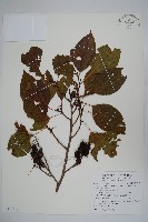 藏品(臺灣赤楊、臺灣榿木)的圖片