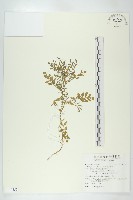 藏品(歐亞蔊菜)的圖片