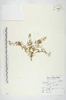 藏品(火焰草)的圖片