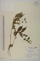 藏品(絨山白蘭)的圖片