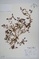 藏品(凹葉野莧菜)的圖片