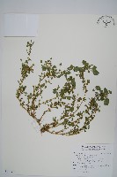 藏品(凹葉野莧菜)的圖片