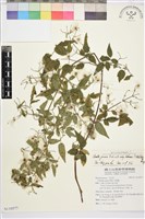 藏品(梨山小蓑衣藤)的圖片