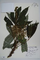 藏品(臺灣鵝掌柴)的圖片