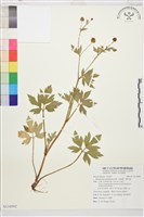 藏品(水辣菜、禺毛茛)的圖片