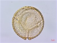 藏品(大羊蹄)的圖片