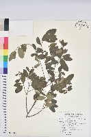 藏品(土密樹)的圖片