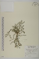 藏品(石胡荽、吐金草)的圖片