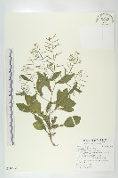 藏品(葶藶)的圖片