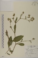 藏品(地膽草、毛蓮菜)的圖片