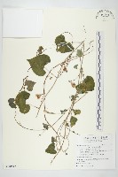 藏品(野牽牛)的圖片