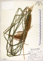 藏品(五節芒)的圖片