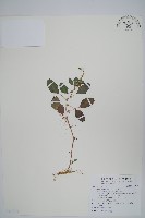 藏品(凹葉野莧菜)的圖片